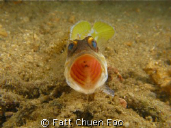 Open wider please! Angry Jawfish taken at Bunaken, Manado... by Fatt Chuen Foo 